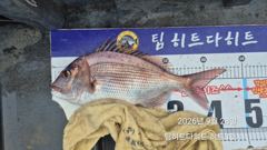 [거제] 선상흘림/해금강 실시간 오짜참돔.긴꼬리벵에돔.슈퍼전갱이 줍는 중