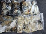 9월28일 조항 입니다 신발사이즈 갑이가 오늘에 포인트에서 잡아 올렸네요