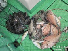 [거제] (흘림)어초여밭 3대돔 감성돔 참돔 벵에돔 퍽퍽 대어1호(29일…