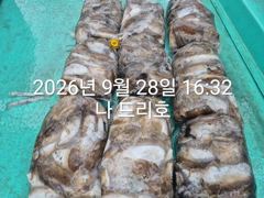 28일, 군산 갑오징어 본격시즌~오늘 나오고 있어요~9명~빵빵한 망탱이 대박조황~군산낚시프라자 나드리호
