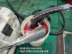 28/월-오후 대삼치.큰삼치쏟아집니다(쿨러만땅)-화,수,목,금~(모집)