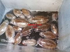 26년9월28일조황