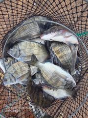 부산 달인호 9/28 감성돔 조황 《이벤트 중》