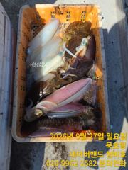 묵호항 무늬오징어