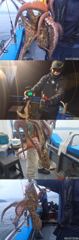 속천항 해경피싱 돌문어 조황 사진