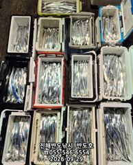 29일,내만갈치,엄청나게 나옵니다.오늘출항(화,수~예약가능)
