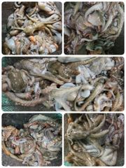 포항문어어제폭발조황 오늘화요일모지 수목금토일 계속 모집중입니다