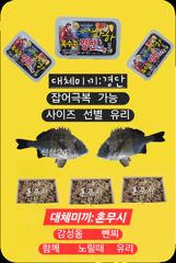 감성돔 마릿수 진행중 어초에서