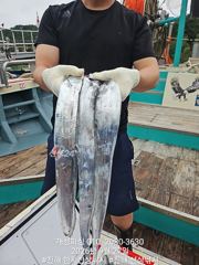 준내만 4지급 텐빈 새벽피딩 갈치 대박 쿨러 가득 조황! 수요일부터 쭉예약가능
