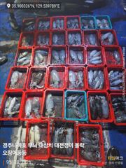 28일 무늬 팁런 29일 오전 라이징 하는 대삼치
