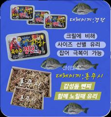 감성돔 마릿수 조황 어초에서