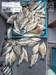 감성돔....