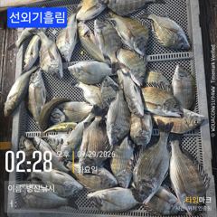 병산 감성돔35외 마리수 농어 숭어 선외기흘림조황~~