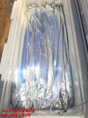 스페셜드림선단 9월29일 입항 갈치지깅.텐빈 조황입니다