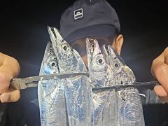 내만갈치 씨알 후덜덜! 쓸어담고 오늘도 만쿨~!! (수목예약중)