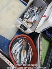 덩치급 대삼치들 따로, 고시삼치들 따로ㅡ28/월!