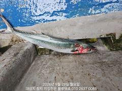 덩치급 대삼치들 따로, 고시삼치들 따로ㅡ28/월!