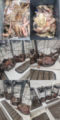 [진해] 문어,1500,1200외,키로,중치들,왕창,,(예약가능)