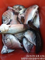 냉천방파제 일랑이다펜션호 감성돔 조황 사진