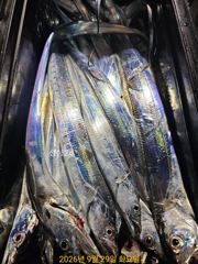 [진해] 내만갈치 씨알 마릿수 손맛까지 예약가능
