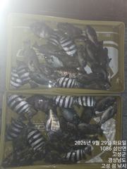 09.29 [부산] 가덕대항낚시[감성돔/마릿수]조황입니다