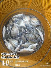감시선상~ (실시간) 두루두루 1타1피 즐낚중