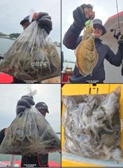 28일(월)대사리에도손맛주는 쭈꾸미조황!! 내일30일(수)출항확정ㅡ자리여유