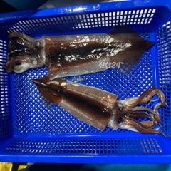 화북포구 빅보스피싱호 갈치 조황 사진