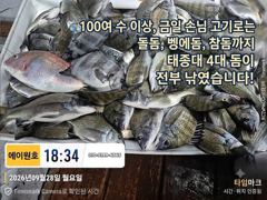 [부산] 태종대권 덩치감성돔~마릿수~돌돔+참돔+벵어돔 조황