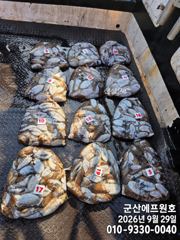 군산에프원호 29일 갑오징어 조황입니다.