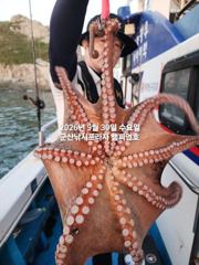 30일, 군산문어~싸이즈 좋은 덩치급 문어가 낚이네요~실시간~군산낚시프라자 챔피언호