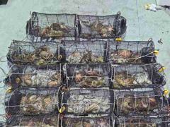 29일 야간문어 씨알급으로 쭉뽑고~계속호조황( 오늘야간예약중