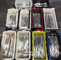 [진해] 30일,입항<내만갈치>큼직한씨알,손맛짱짱!수,목,금~예약중