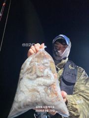 삼천포 주간 , 야간 문어조황! 매일출조 자리여유!