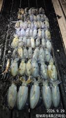 [거제] 《 내만무늬 》초대박 2분조황 조기쳘수 씨알 마리수 굿