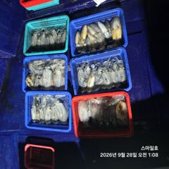 (무늬오징어)야간 팁런 마릿수 쭉쭉 뽑는 중~스마일호(오늘 예약)