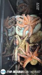 ■ 연일 대물급 돌문어 1.7K,1.6K, 1.5K 급등 마리수조황 조으네요!!