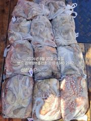 9월30 묵직한 덩어리들...10명 조사님들과 군산 홈런호 주간 문어 마무리 조황 입니다. 승선 하신 조사님들 수고 하셨습니다.