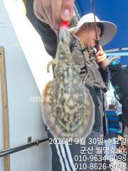 30일 쭈꾸미 오후반 실시간