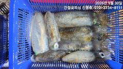 평동항 간절곶피싱호 문어 조황 사진