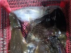 1   [통영] 무늬팁런 고구마 무시가 반겨줍니다 1