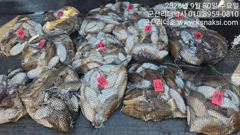▼▼갑이 ●대박이네요/낼 자리여유 리더호