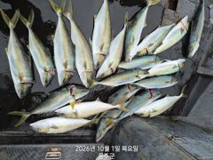 강양항 강양호 방어 조황 사진