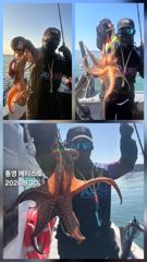 [통영] 통영] 문어 사량도 굴어장 조황 30일(수) 통영 메티스호