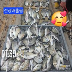 병산 감성돔37외 마리수 농어 광어 숭어 선상배&선외기흘림조황~~