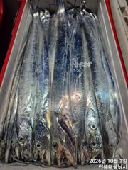 1일새벽,내만칼치3,5지4지까지 씨알완전대박,엄청쏱아지고~오늘예약가능~