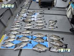 3일(토)가을감성돔출조합(자리여유)