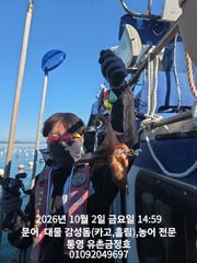 통영 금정호 오후 문어타임 초보단체팀도 재미나게 낚아냅니다 일요일 자리여유있습니다