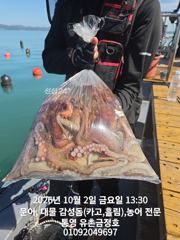 통영 금정호 문어낚시 엄청난 바람에도 묵직하게 가져갑니다 일요일 자리있습니다