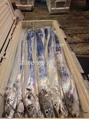 종달항 구룡호 갈치 조황 사진
